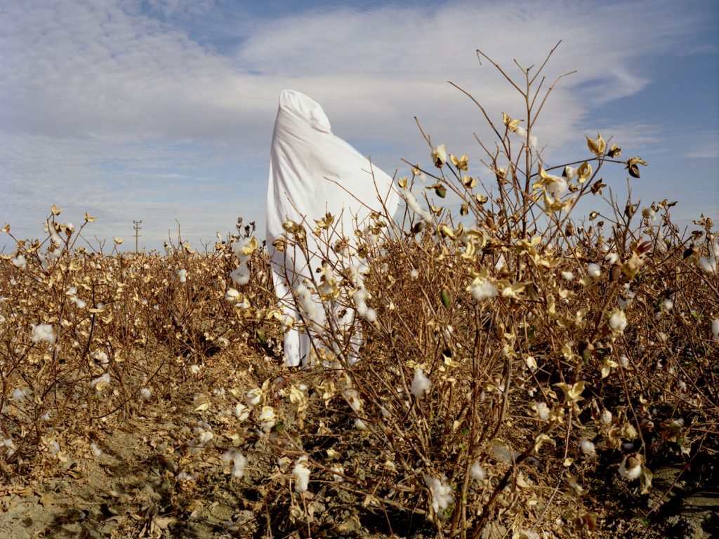 A person in a white robe standing in a cotton field, surrounded by fluffy white cotton plants.