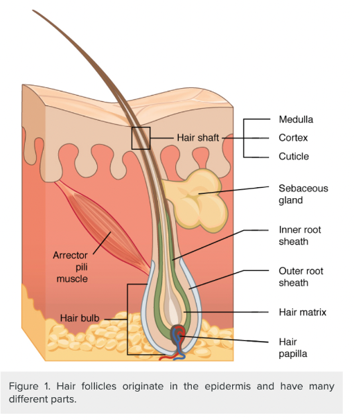 Hair follicles diagram 